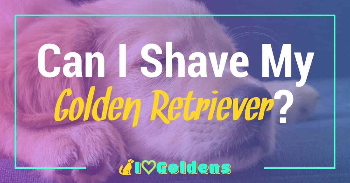 Can I Shave My Golden Retriever?