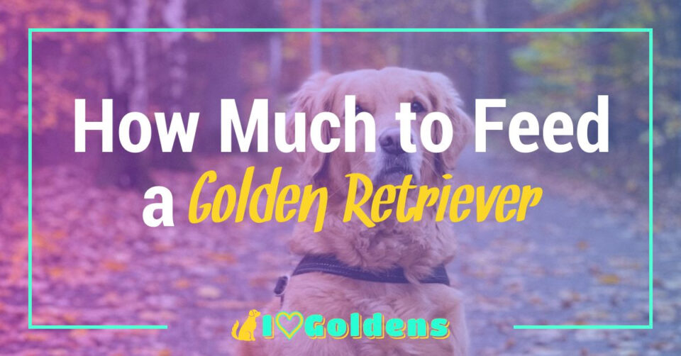 How Much to Feed a Golden Retriever