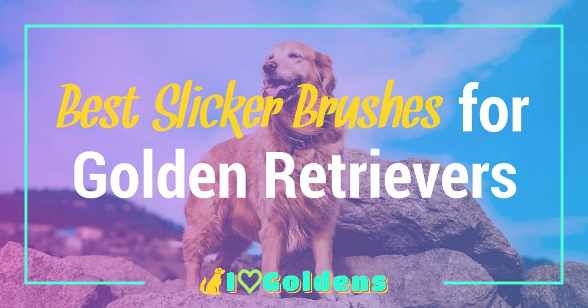 The 5 Best Slicker Brushes for Golden Retrievers