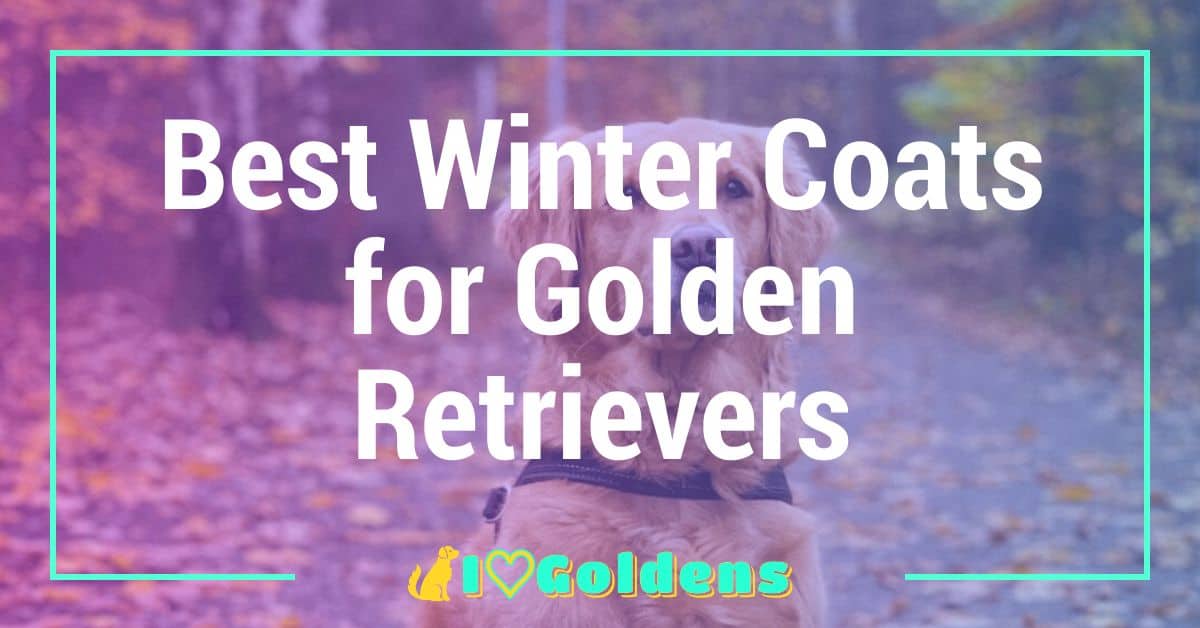 The Ultimate Guide to Choosing the Best Winter Coat for Your Golden Retriever