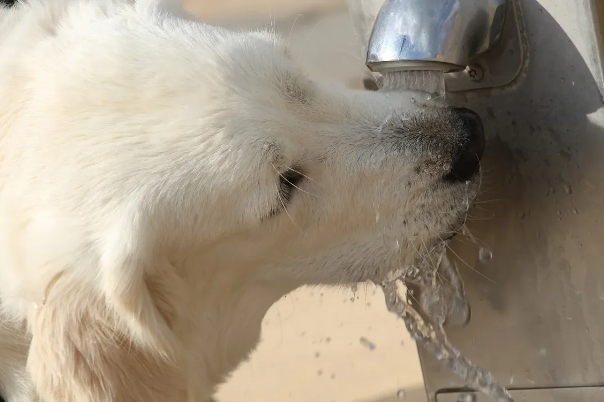 how much water golden retriever need