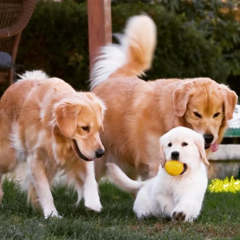 A Beginner’s Guide to Adopting and Rescuing Golden Retrievers in New Jersey with Golden Retriever Rescue