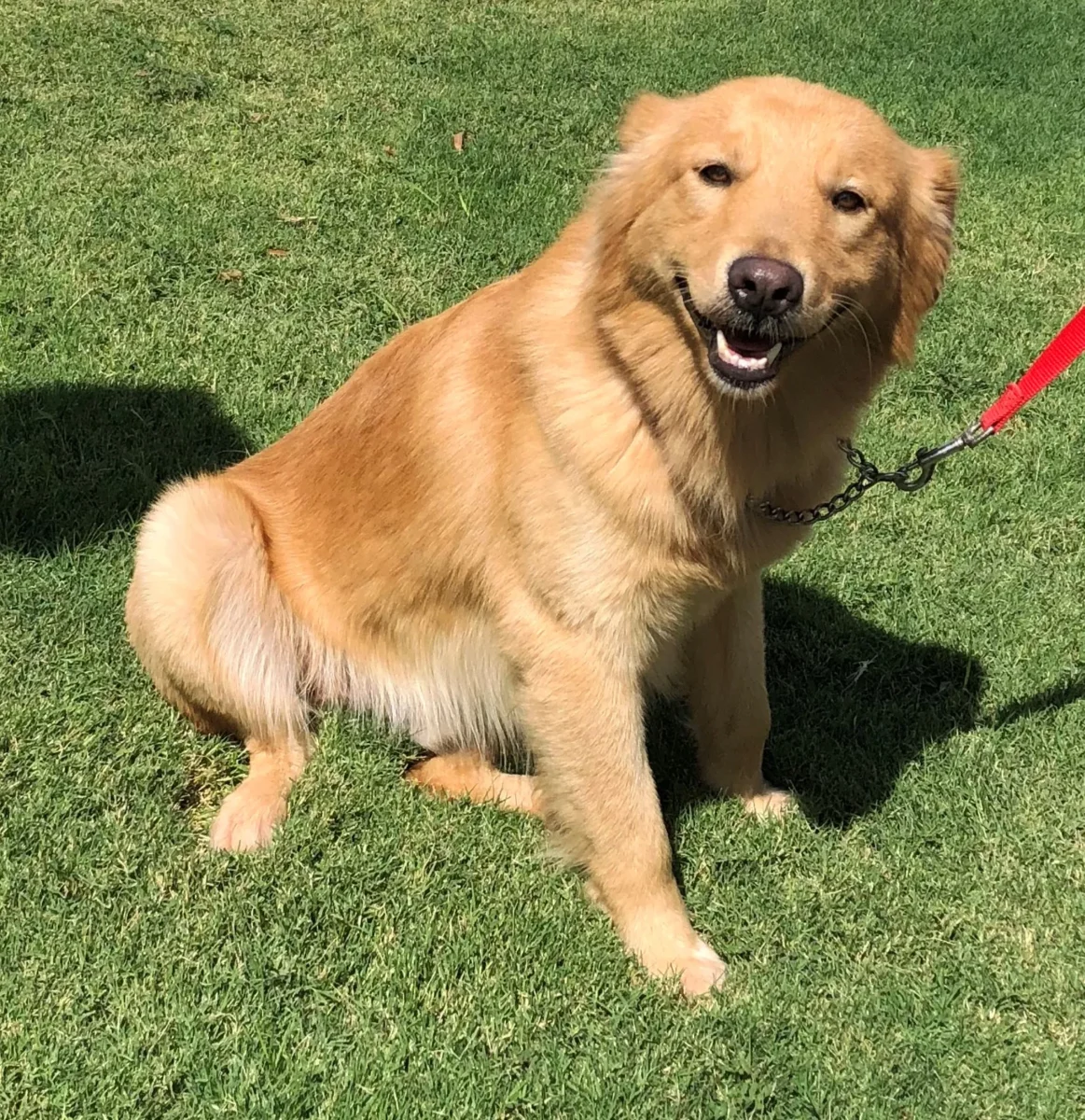 A Beginner’s Guide to Rescuing and Adopting Golden Retrievers in North Carolina with Golden Retriever Rescue North Carolina