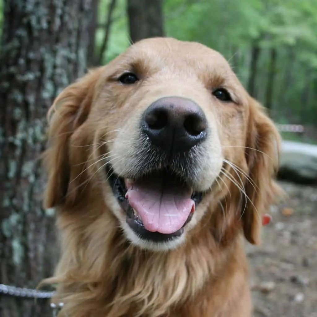 A Guide to Adopting a Golden Retriever from a Rescue Organization in Virginia