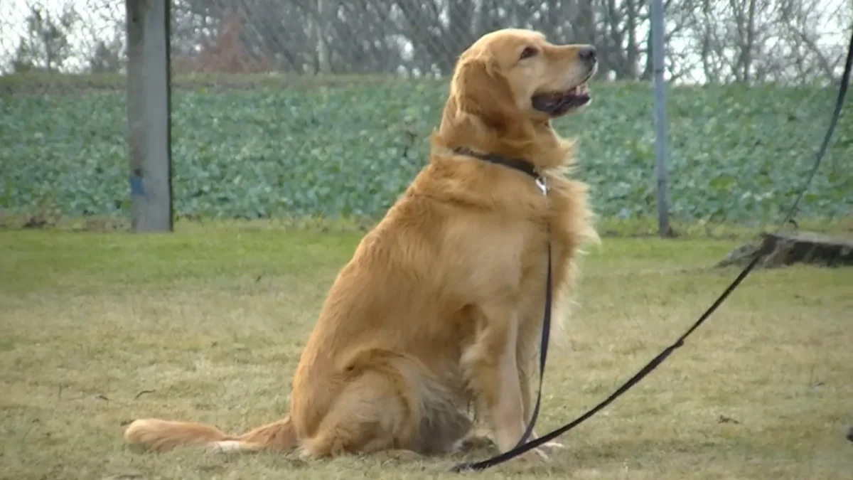 best dog beds for golden retrievers