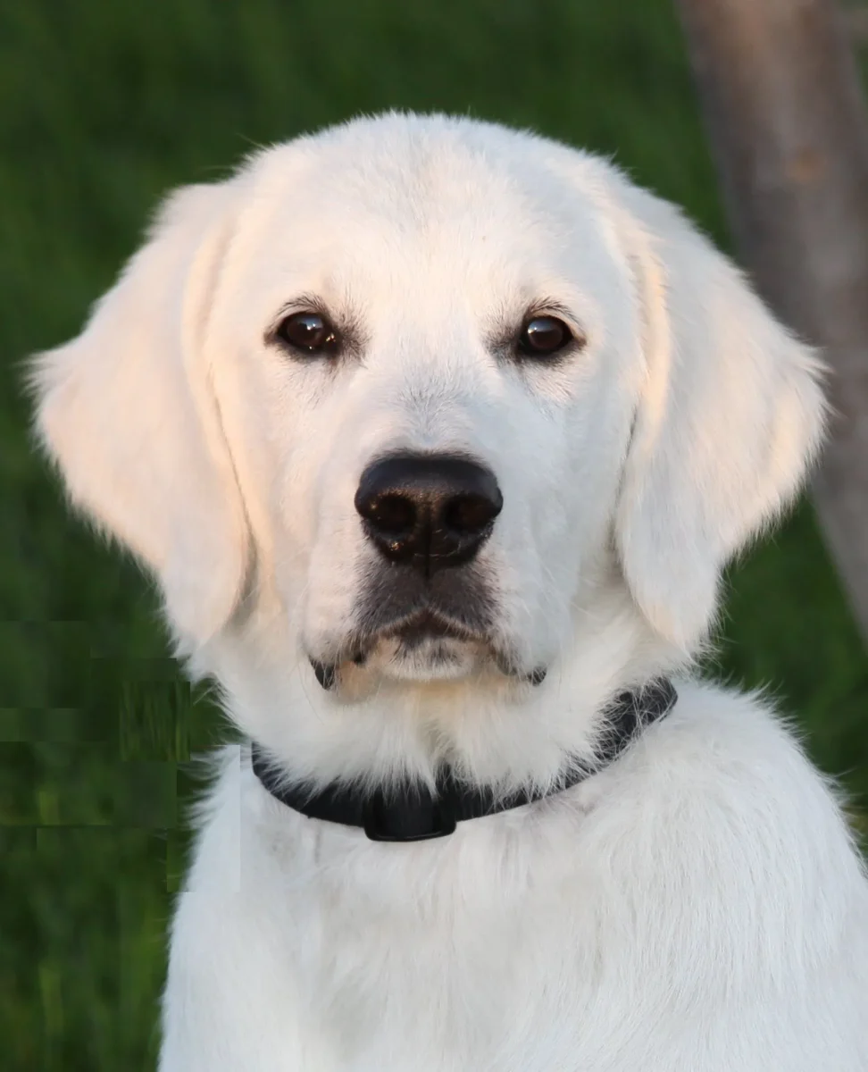 Choosing the Perfect Name for Your White Golden Retriever: Tips and Inspiration from a Dog Expert