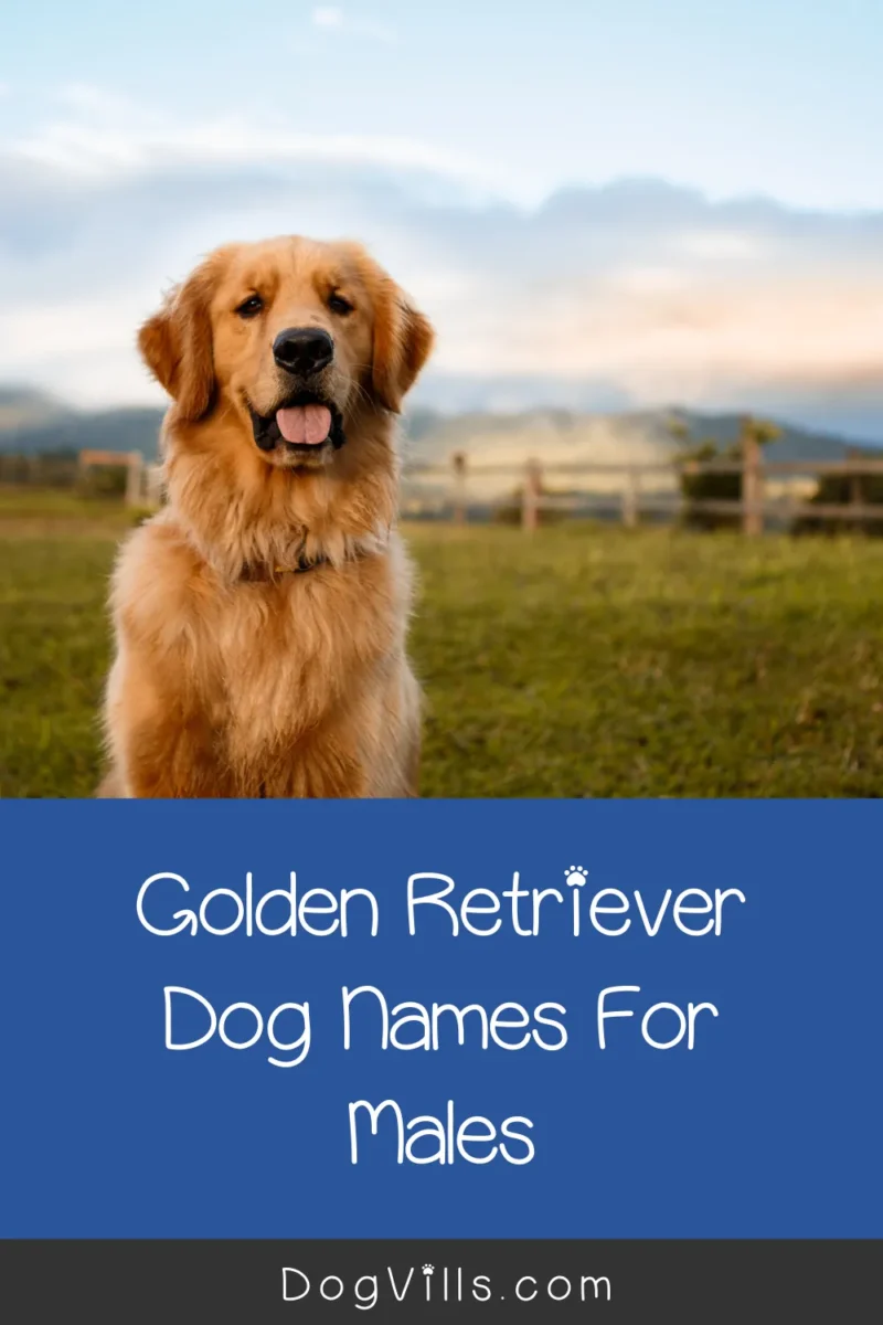 Choosing the Perfect Nickname for Your Golden Retriever: Expert Tips and Ideas