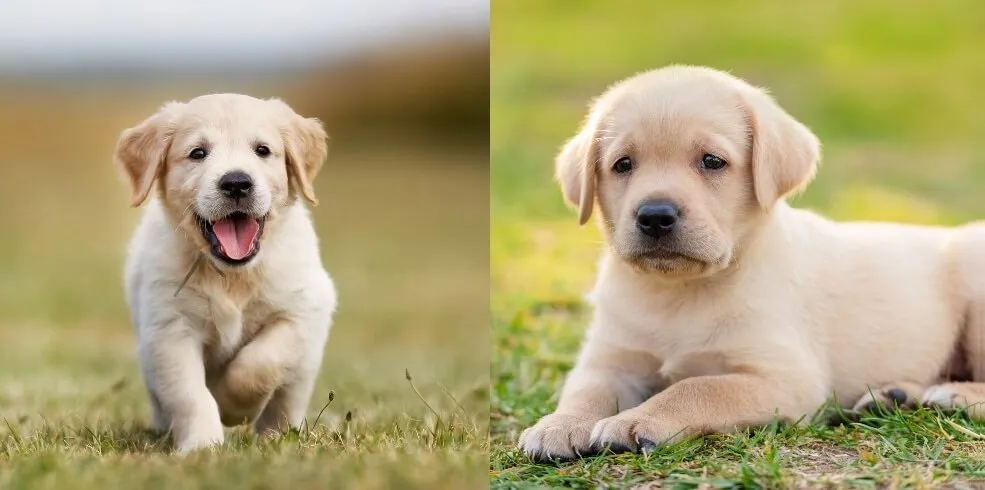 Choosing the Perfect Pup: A Guide to Golden Retrievers vs. Labradors