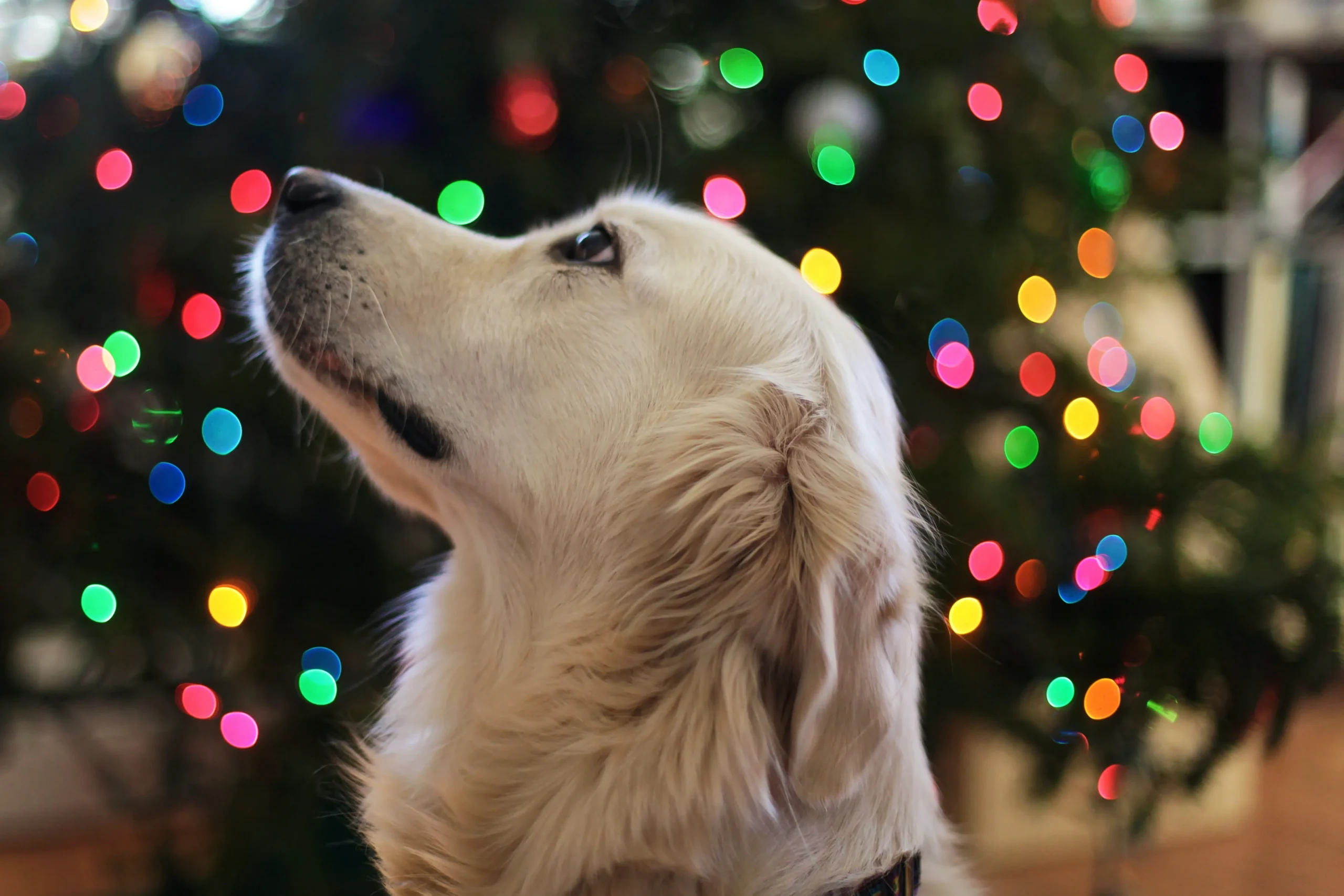 christmas gifts for golden retriever lovers