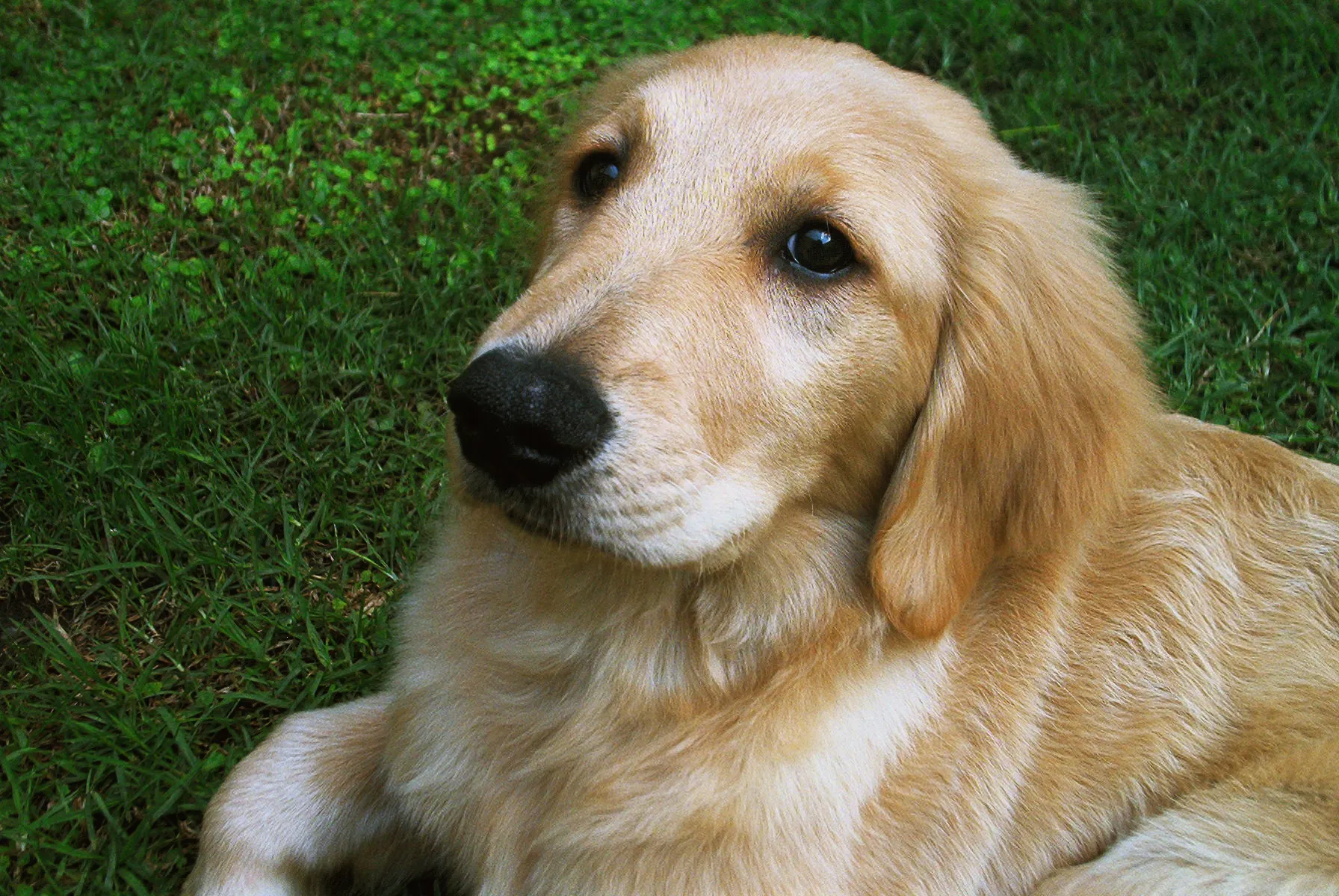 Discover the Untold Story: The Royal Secret behind the Creation of the Beloved Golden Retriever