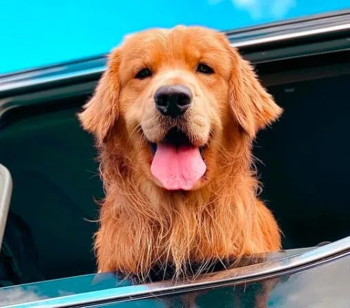 Discover the Most Iconic Golden Retrievers in Pop Culture History!