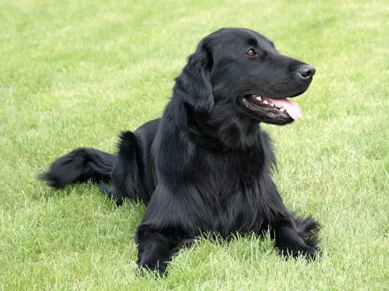 Everything You Need to Know About Black Golden Retrievers: Tips and Advice from a Dog Expert