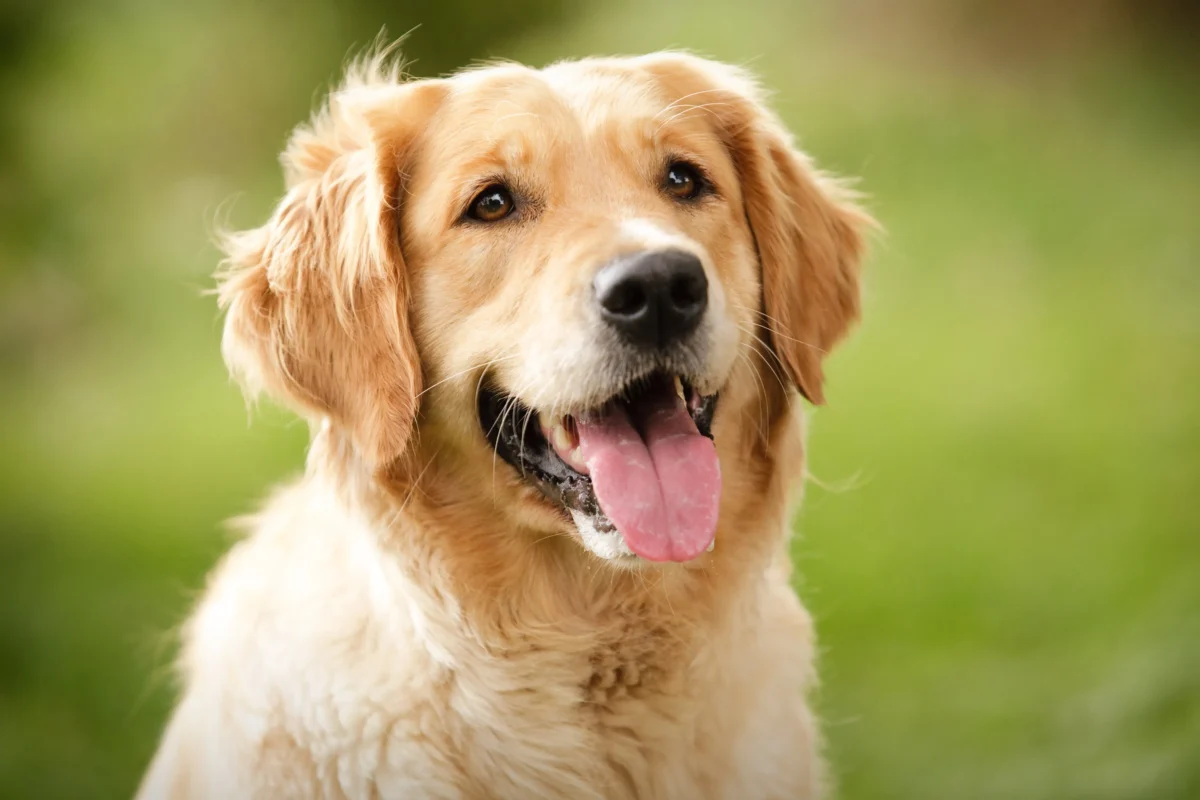 Everything You Need to Know About Golden Retriever Characteristics: A Guide for New Owners