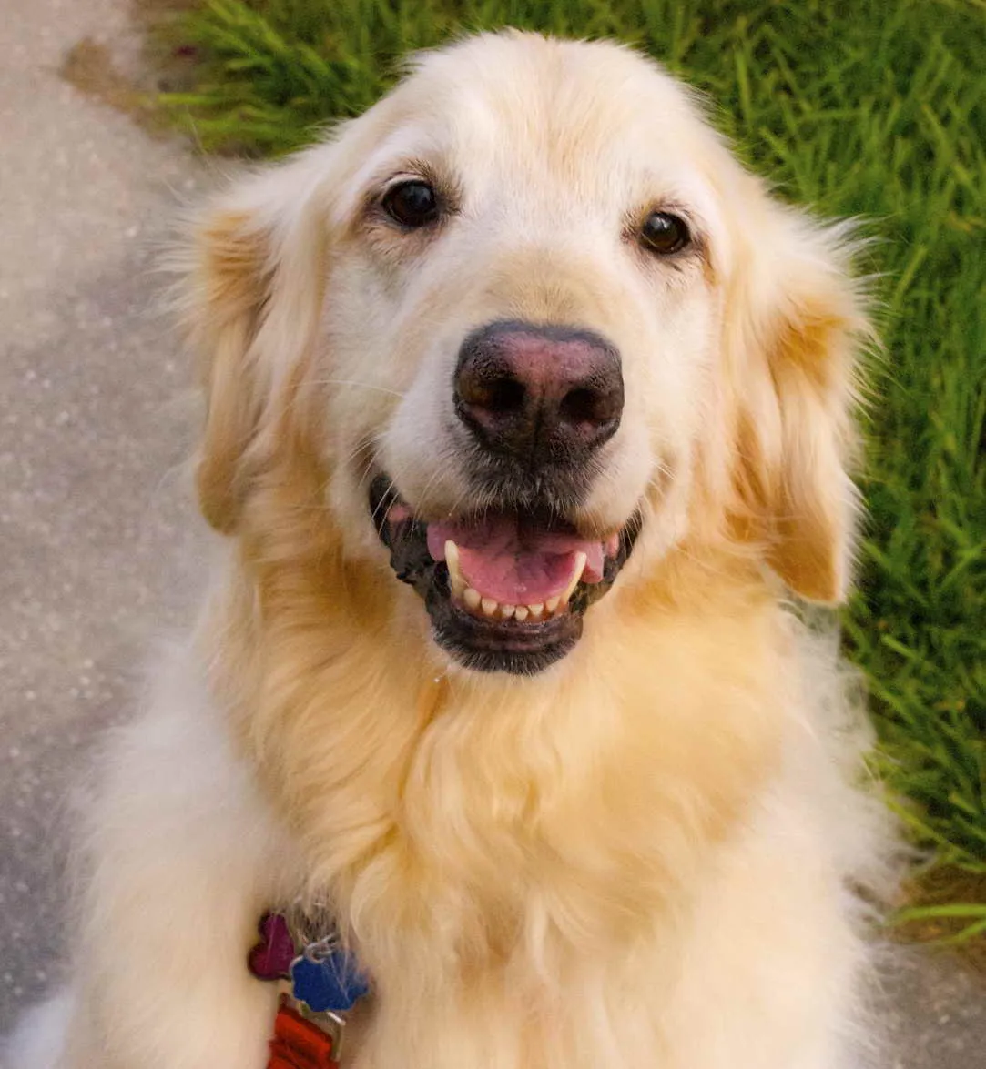 Everything You Need to Know About Golden Retriever Rescue in Florida