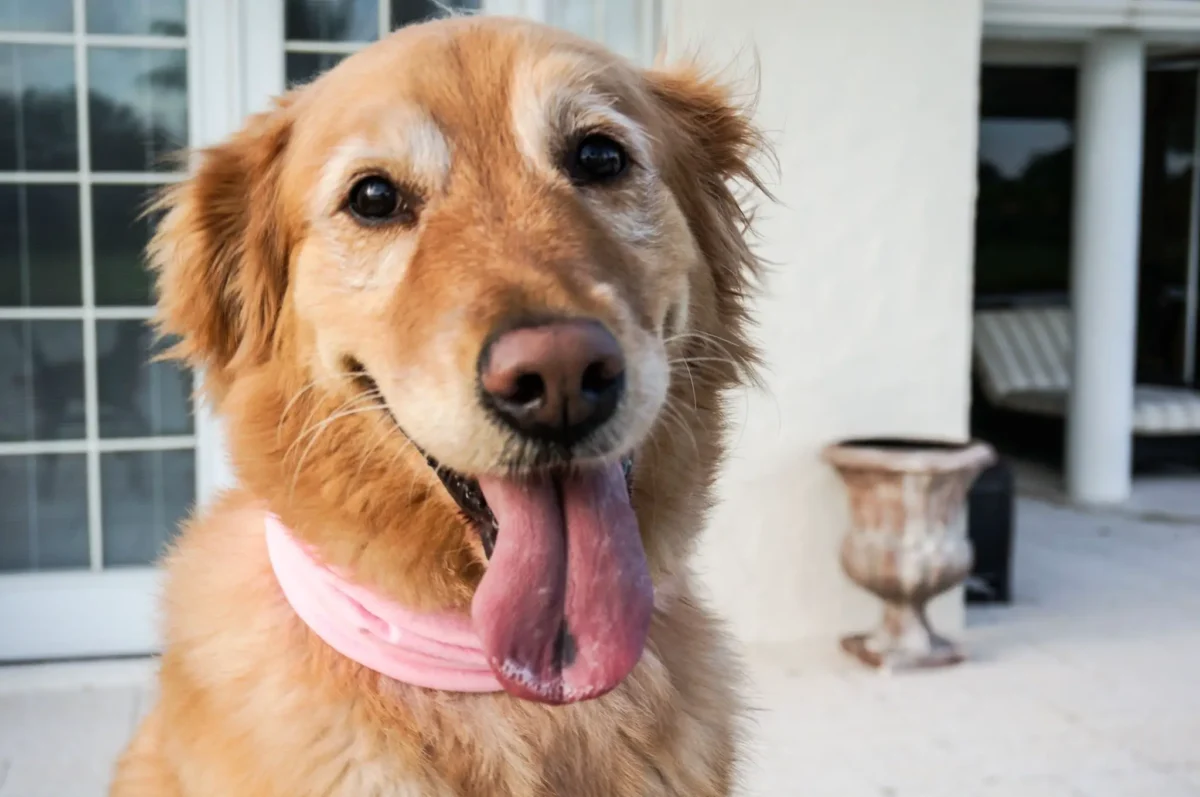 Get to Know Your Golden Retriever: The Black Spot Tongue and What It Means