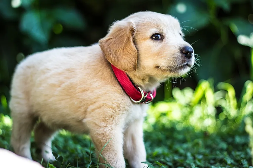 golden retriever puppy sit