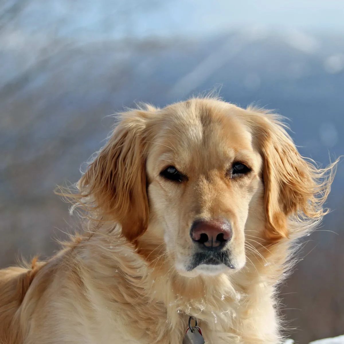 Golden Retriever Rescue in Vermont: A Guide for New Dog Owners and Beyond