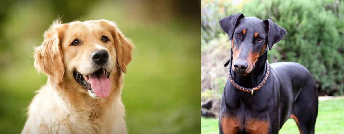 Golden Retriever Vs. Doberman: A Comprehensive Guide to Choosing the Right Breed for You