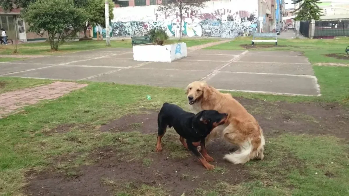 golden retriever vs rottweiler