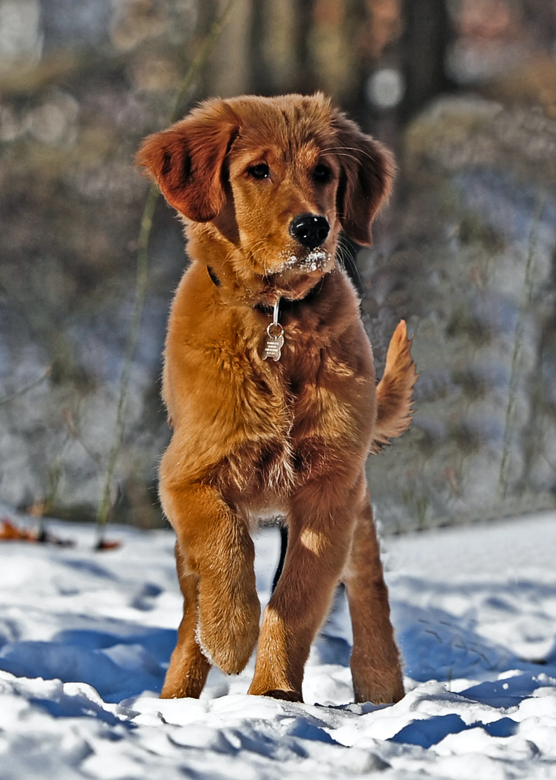 Dark Colored Golden Retrievers A Guide To Their Unique Beauty Dark Colored Golden Retrievers A Guide To Their Unique Beauty