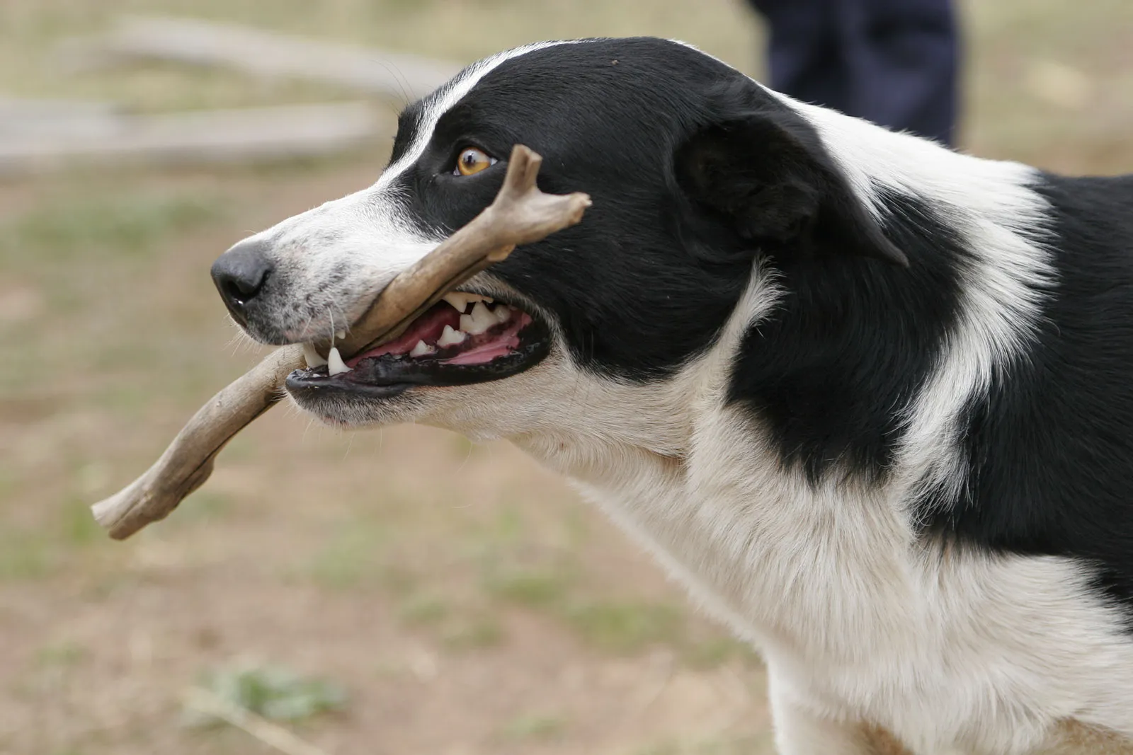 how to crate train a dog with separation anxiety