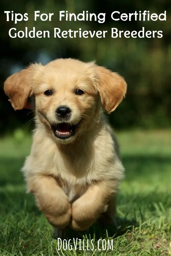 How to Introduce Golden Retrievers to Children: Expert Tips from a Dog Shelter and Breeder Veteran