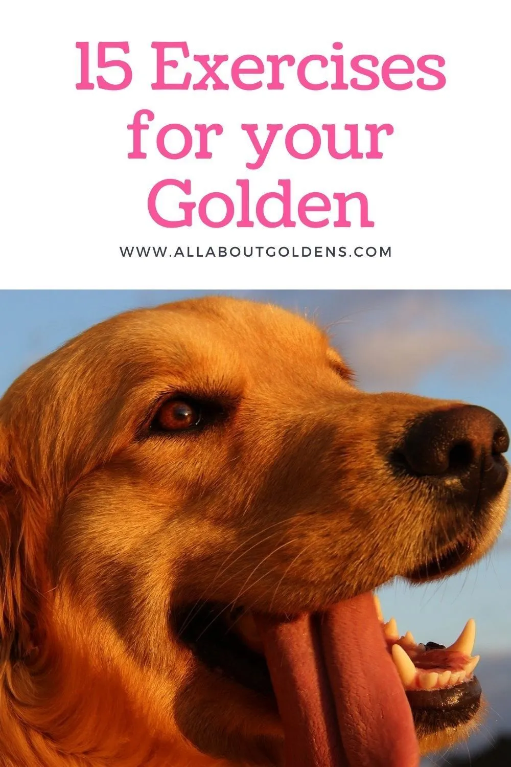 How to Meet Your Golden Retriever’s Exercise Needs: A Guide for New Dog Owners