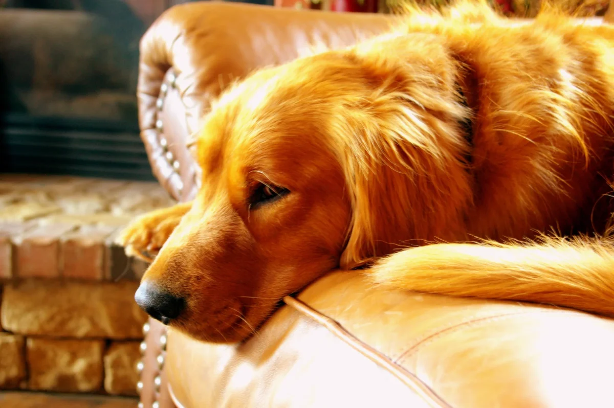 how to train a golden retriever to sit