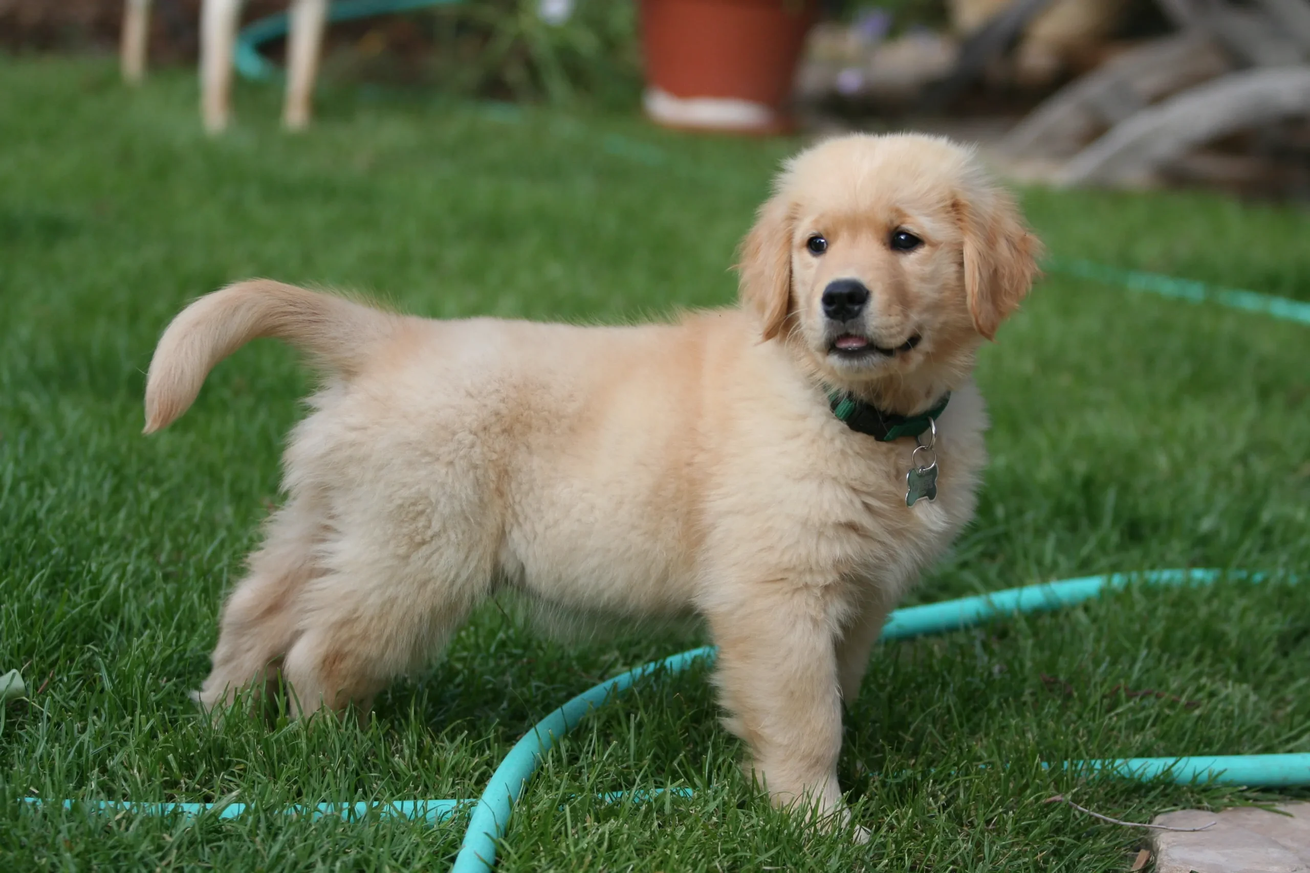 how to stop your golden retriever from digging