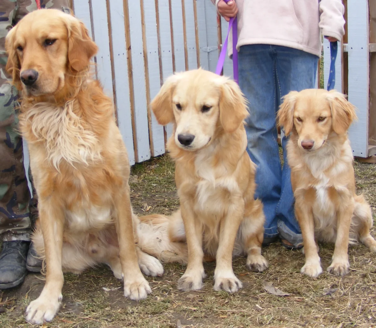 mini golden retriever