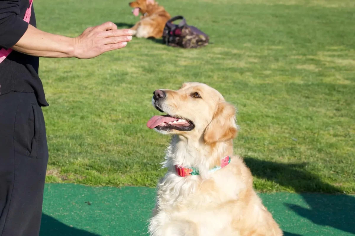 Nurturing Your Golden Retriever’s Protective Instincts: Tips from a Dog Expert