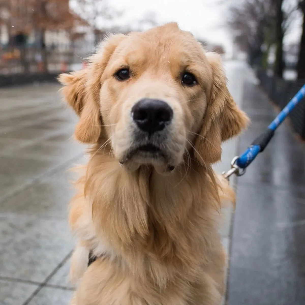 The Benefits of Rescuing a Golden Retriever in New York: A Guide to Finding and Adopting Your Furry Best Friend