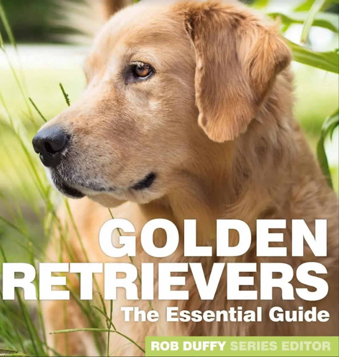 The Essential Guide to Types of Golden Retrievers and How to Choose the Right One for You