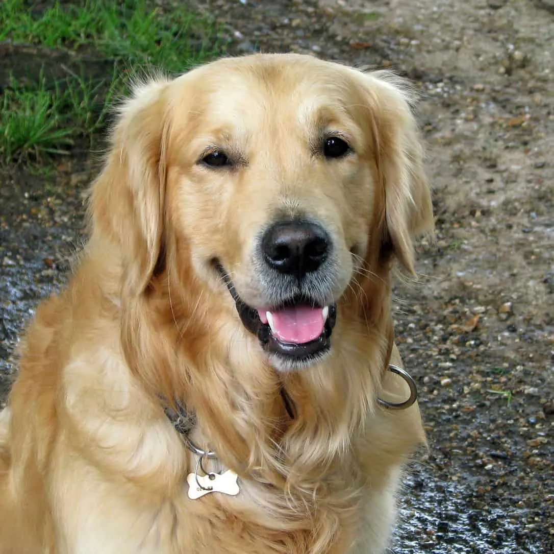The Joys and Benefits of Golden Retriever Rescue in Ohio: Tips for a Happy Adoption Experience