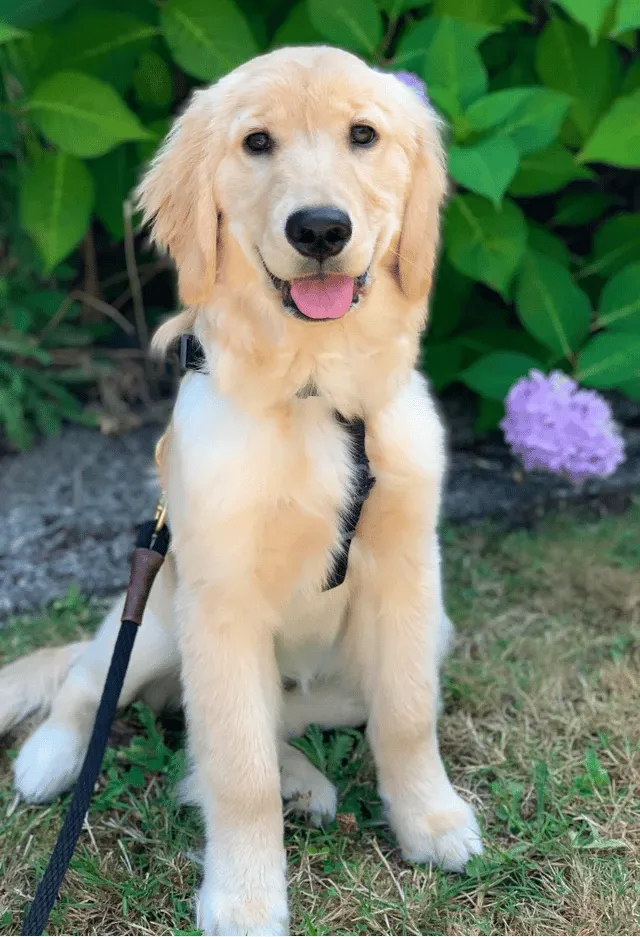 The Ultimate Guide to Caring for Your 5-Month-Old Golden Retriever: Tips from a Professional Dog Expert