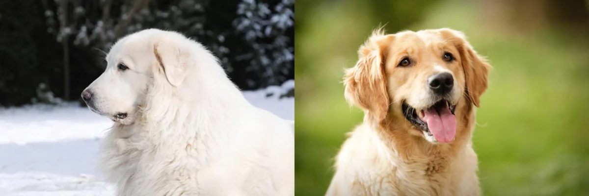 The Ultimate Guide to Choosing Between a Golden Retriever and a Great Pyrenees