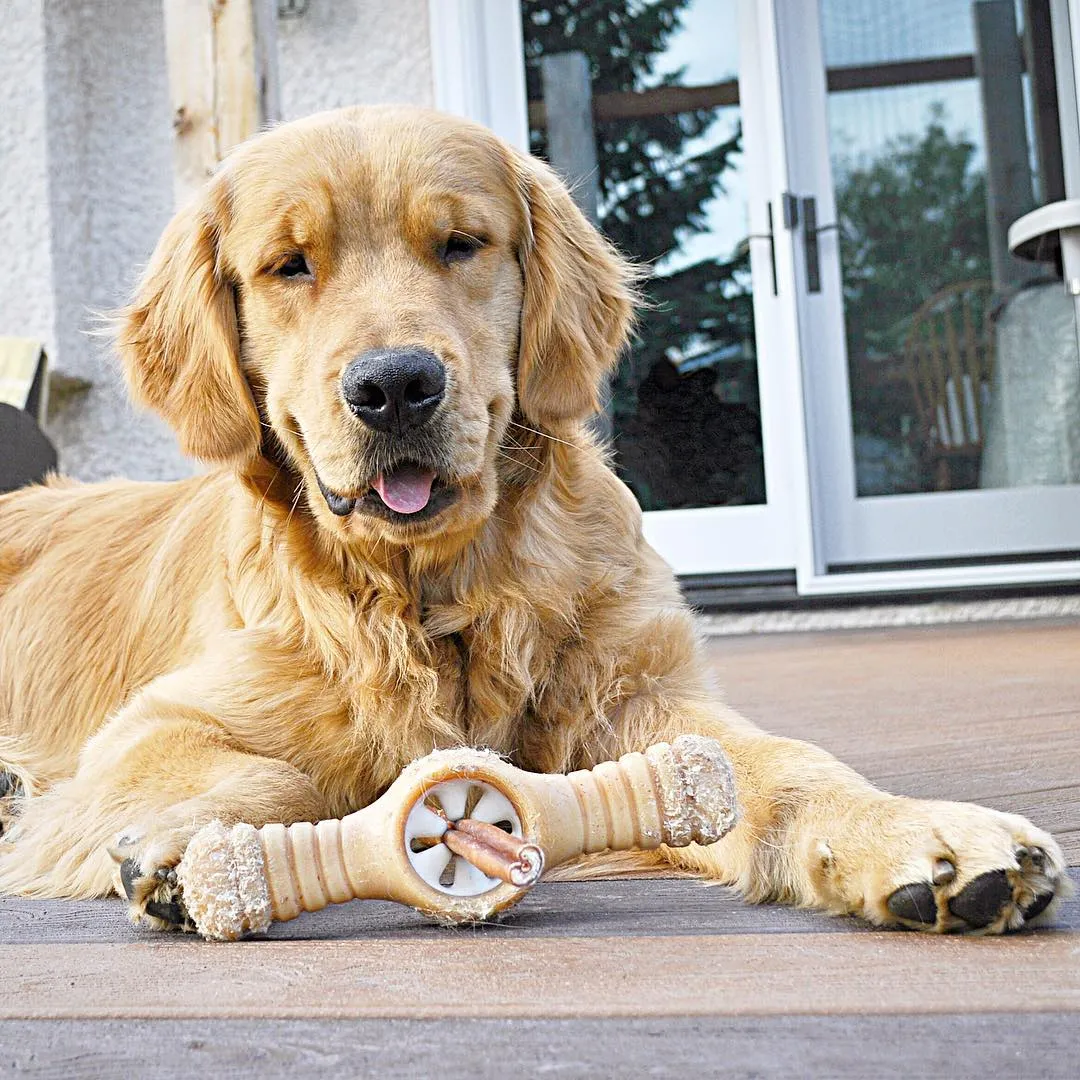 The Ultimate Guide to Choosing the Best Toys for Your Golden Retriever
