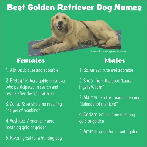 The Ultimate Guide to Naming Your Golden Retriever – Tips and Creative Ideas from a Dog Expert