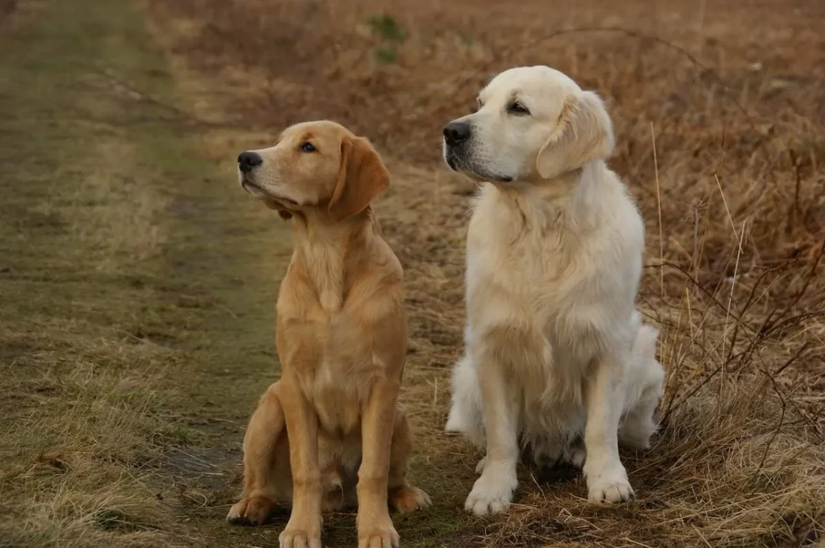 The Ultimate Guide to Raising a Happy and Healthy 6-Month-Old Golden Retriever