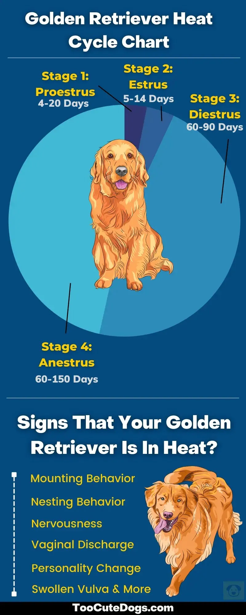 The Ultimate Guide to Understanding Your Golden Retriever’s Heat Cycle
