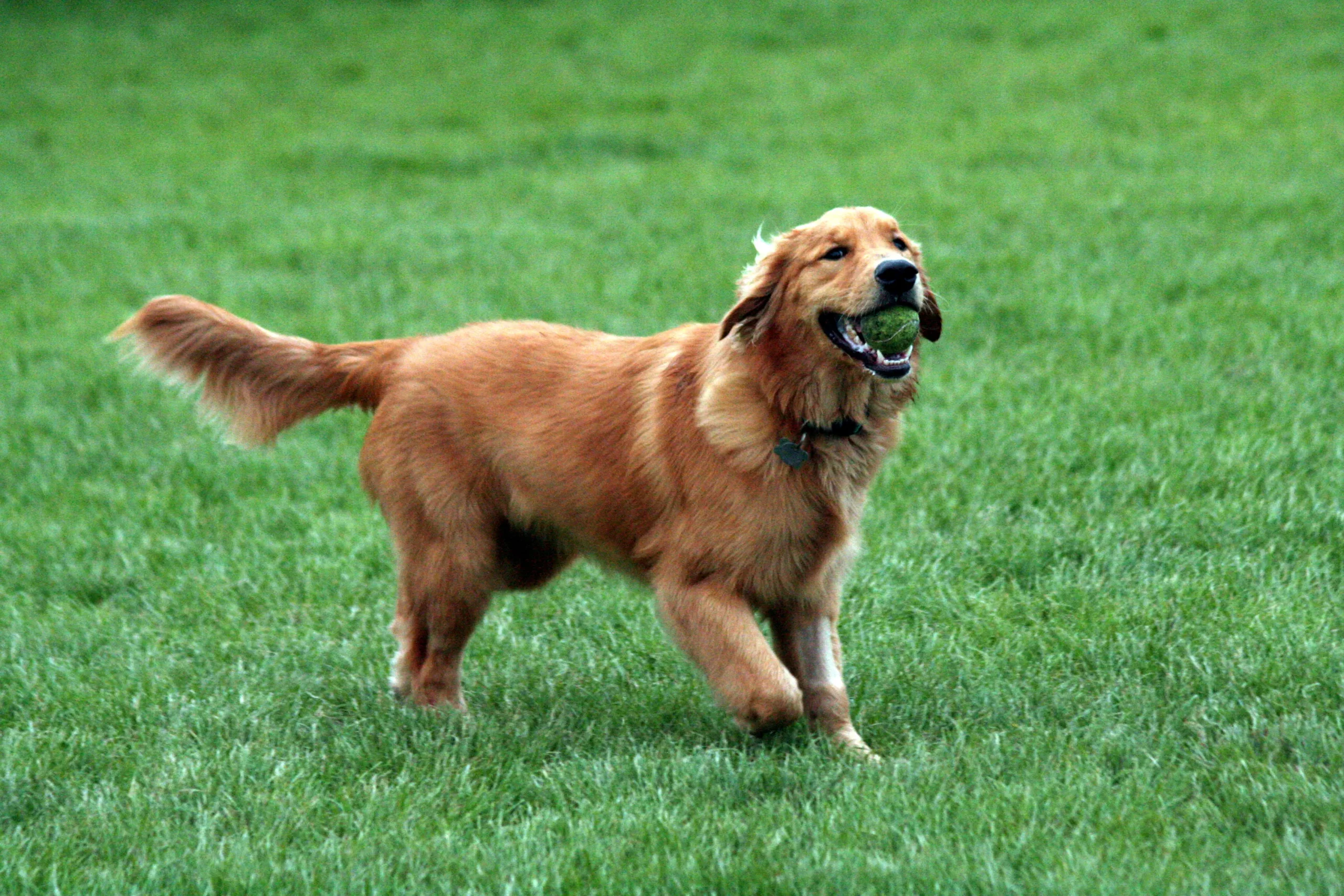how much exercise does a golden retriever need