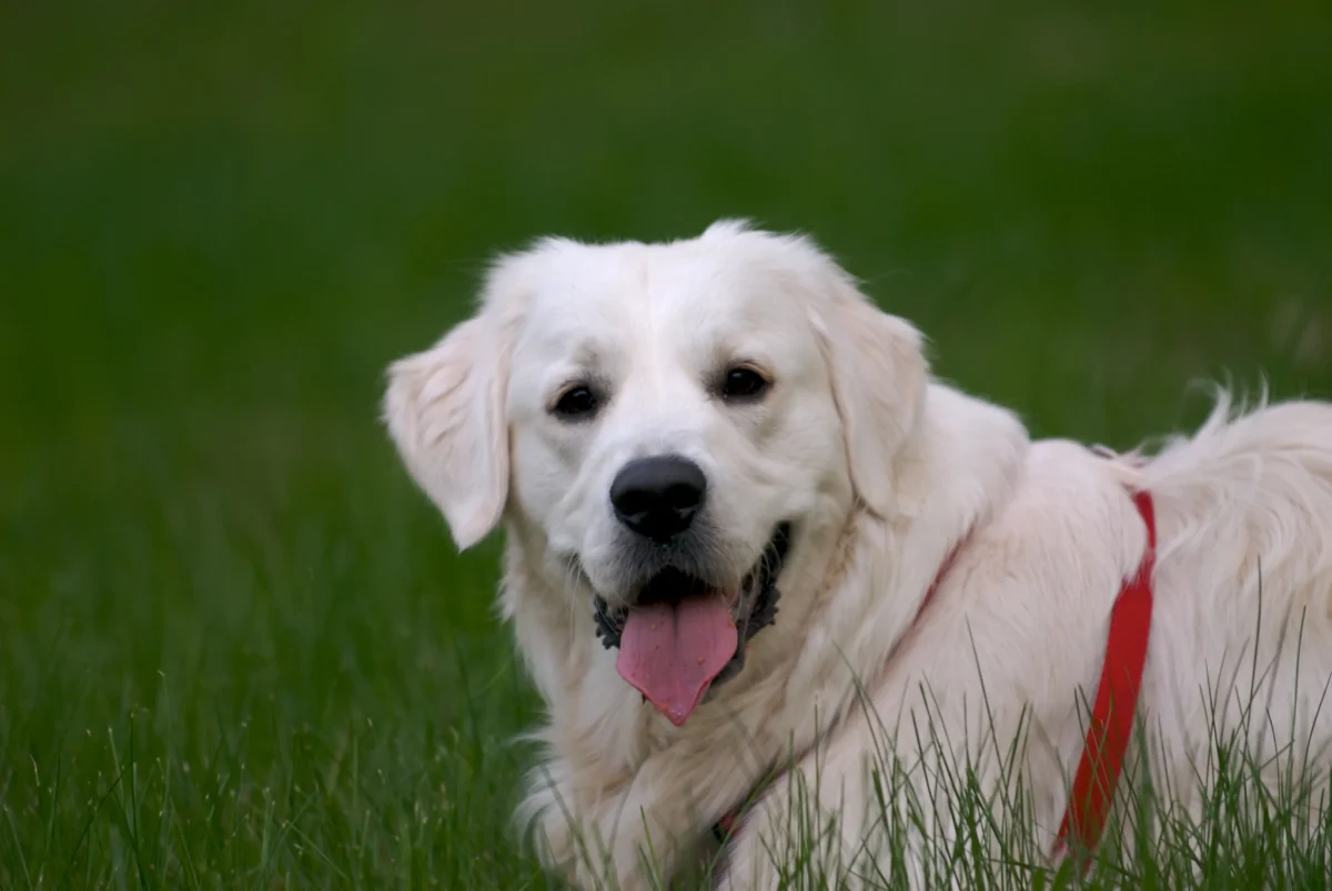 Golden Retriever Breeders Washington: Your Guide to Finding Your Furry Friend