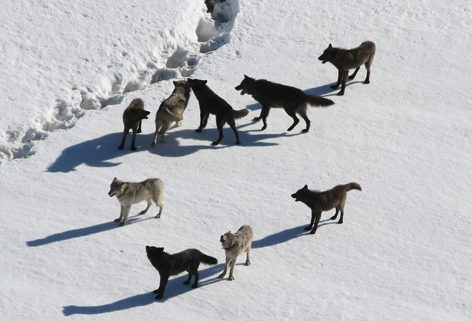 Which Dogs Are Closest To Wolves?