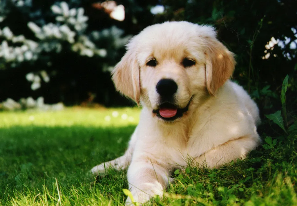 golden retriever puppy timeline