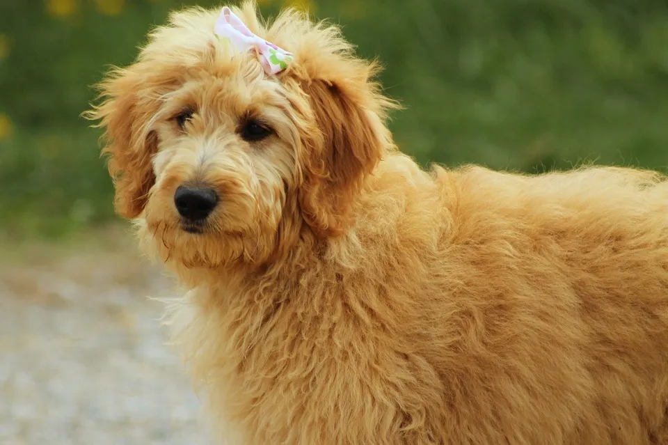 Shocking Truth Revealed: Golden Retrievers & Goldendoodles – Are They Secretly Lactose Intolerant?