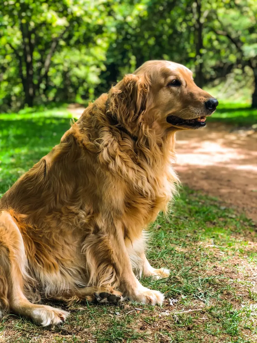 Shocking Truth: Golden Retrievers’ Hidden Health Secrets Revealed! Find Out Why They’re Prone to Diseases
