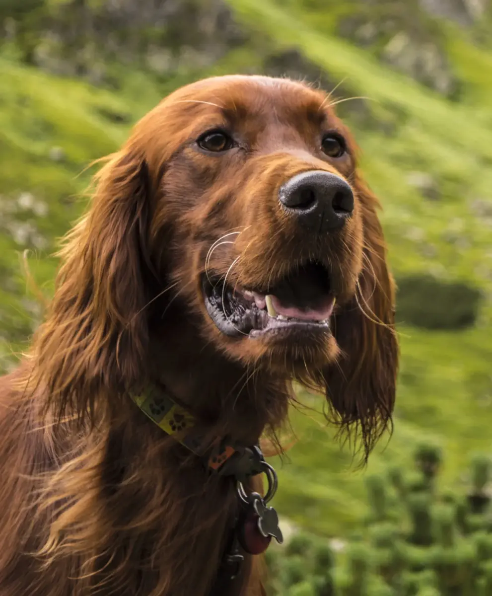 Discover the Surprising Differences Between Golden Retrievers and Irish Setters: Which Breed Will Win Your Heart?