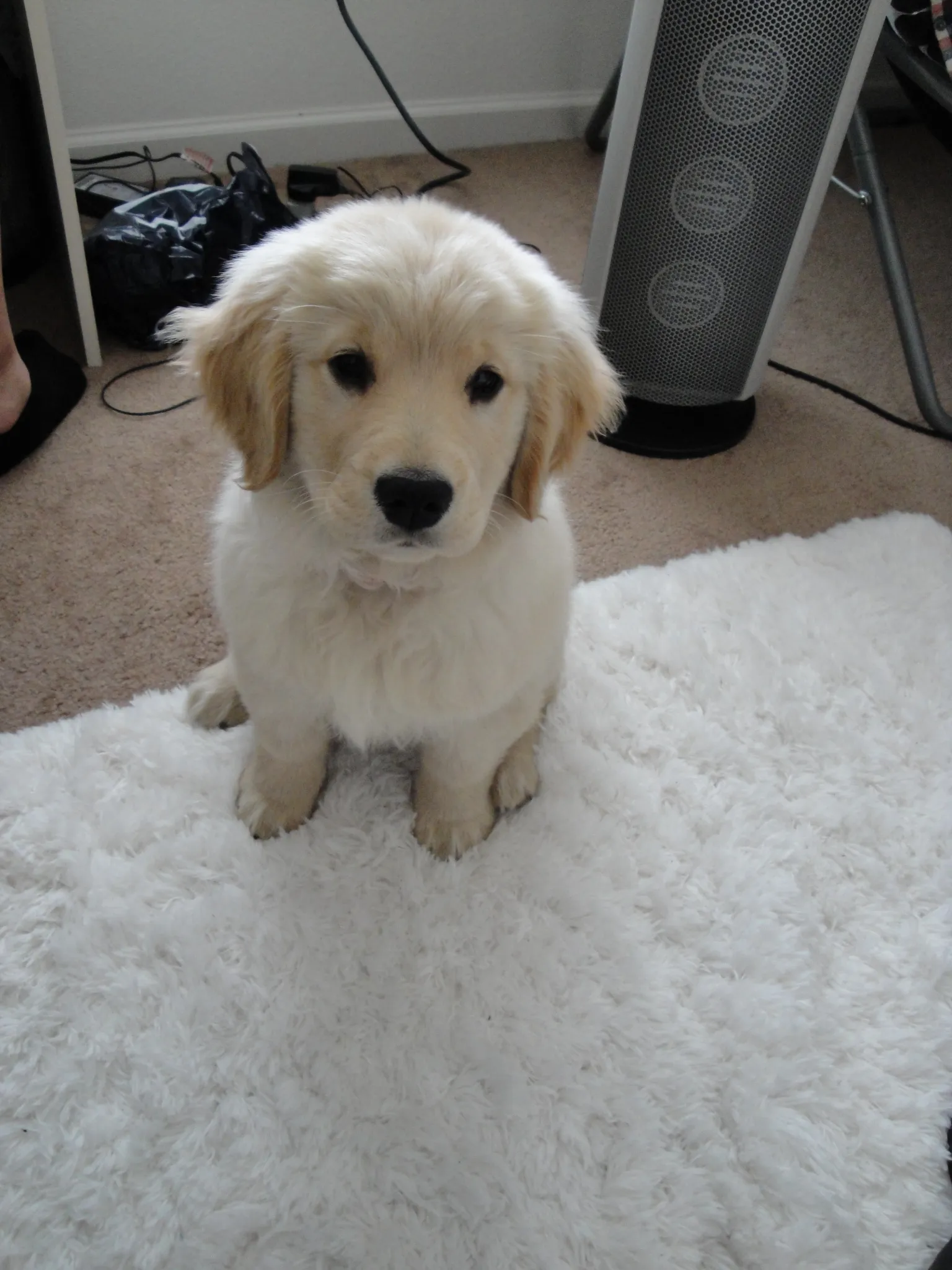 Discover the Untapped Secrets to Finding Your Perfect Golden Retriever Puppy for FREE