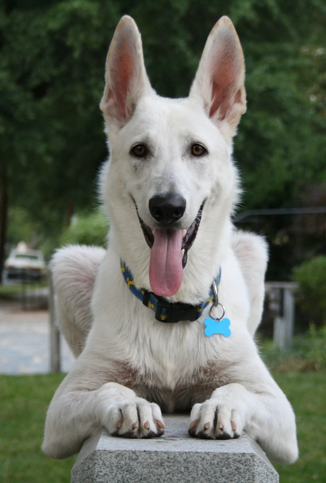 German Shepherd Golden Retriever Mix: A Friendly and Loyal Companion