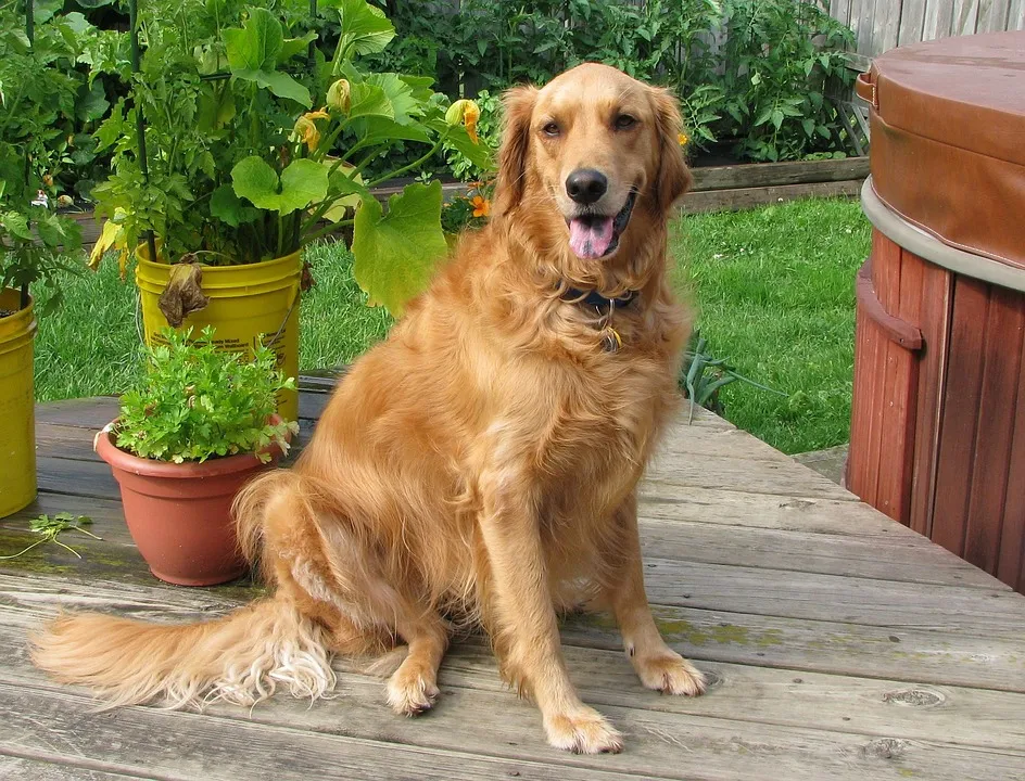 Unlock the Secret to Long and Happy Walks with Your Golden Retriever Today